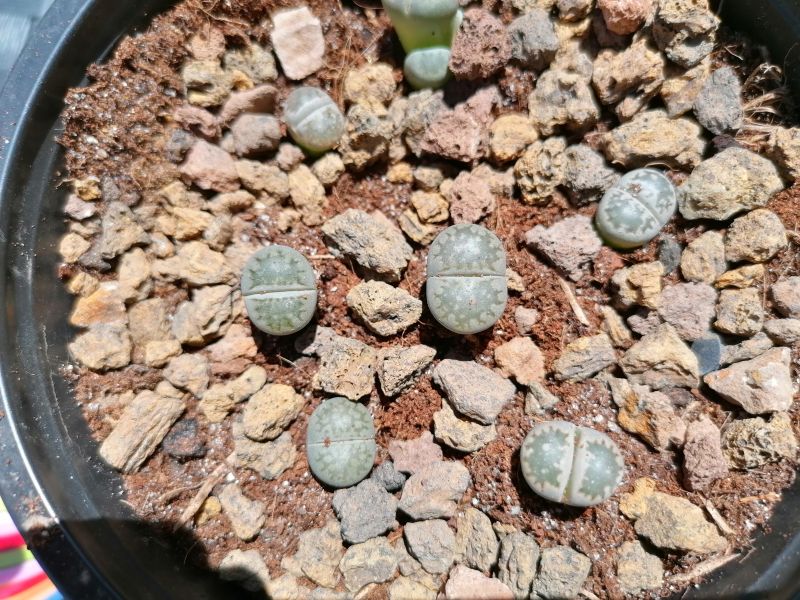 Foto de un cactus que se está identificando actualmente
