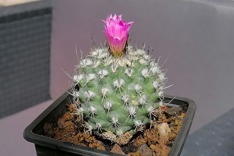 Una foto de Turbinicarpus roseiflorus