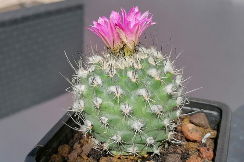 Una foto de Turbinicarpus roseiflorus