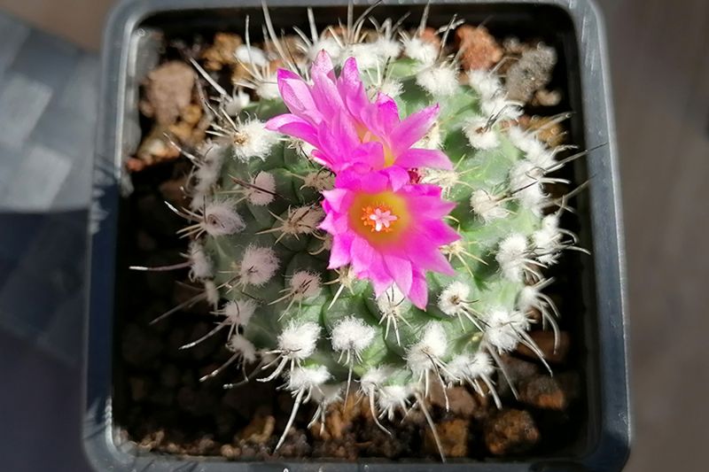 Una foto de Turbinicarpus roseiflorus