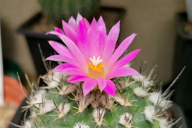 Una foto de Turbinicarpus roseiflorus