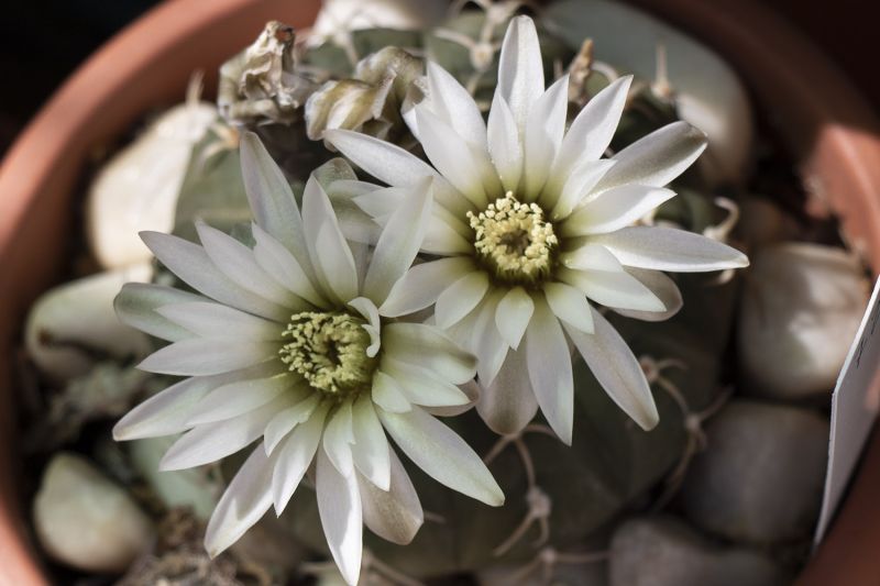 A photo of Gymnocalycium bodenbenderianum