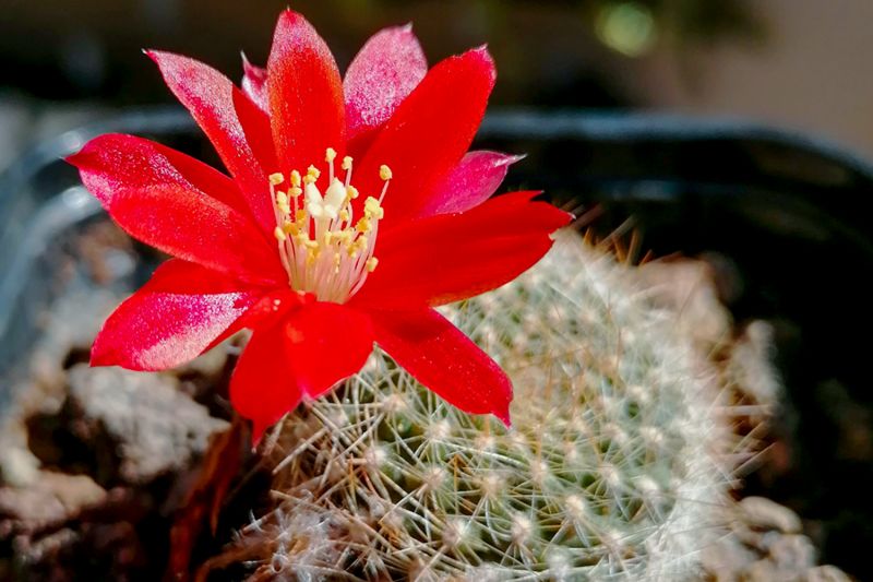 Photo of a cactus currently being identified