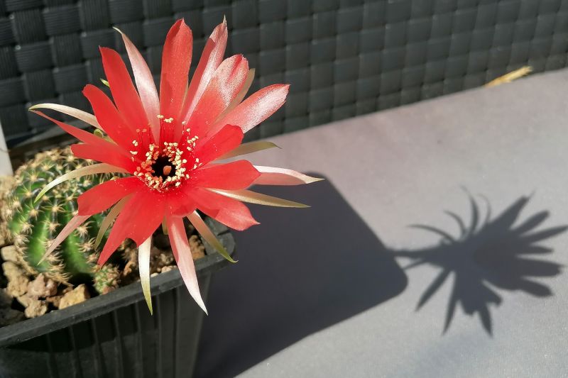 Una foto de Echinopsis arachnacantha