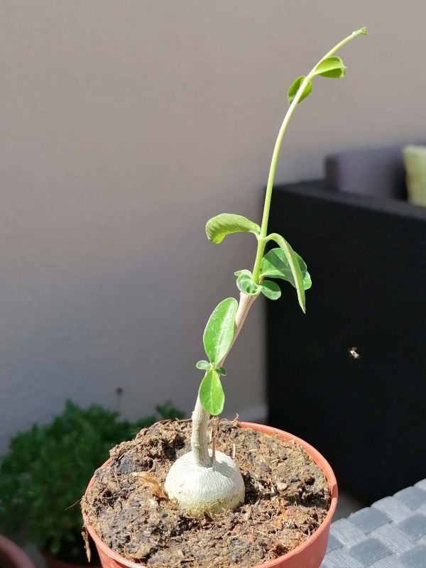 Una foto de Fockea edulis