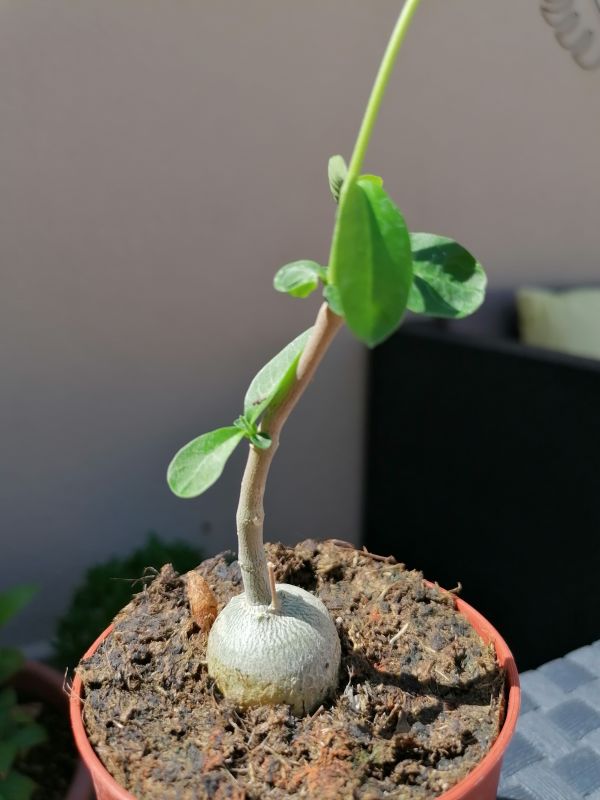 Una foto de Fockea edulis