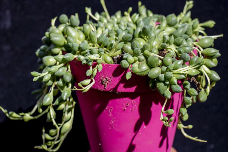 Una foto de Senecio herreianus