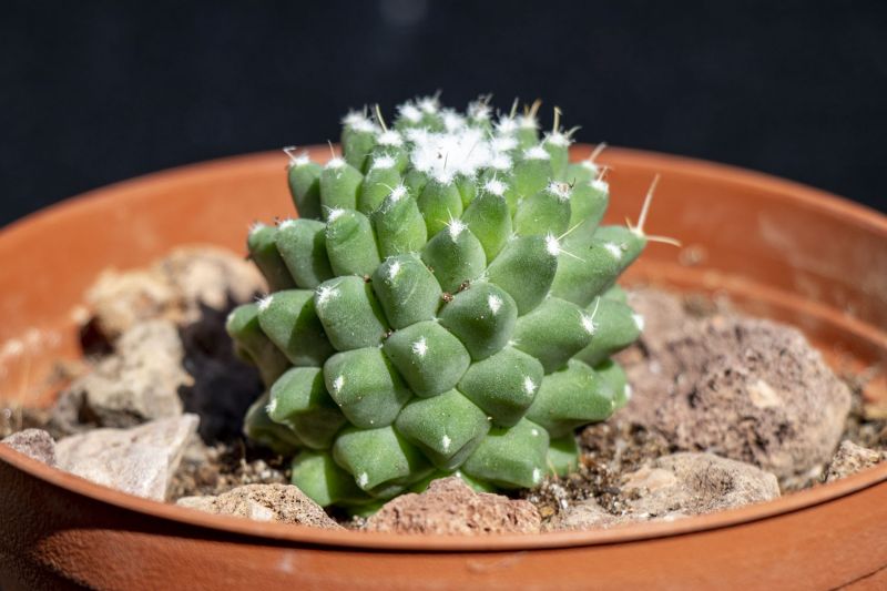A photo of Mammillaria polythele fma. inermis