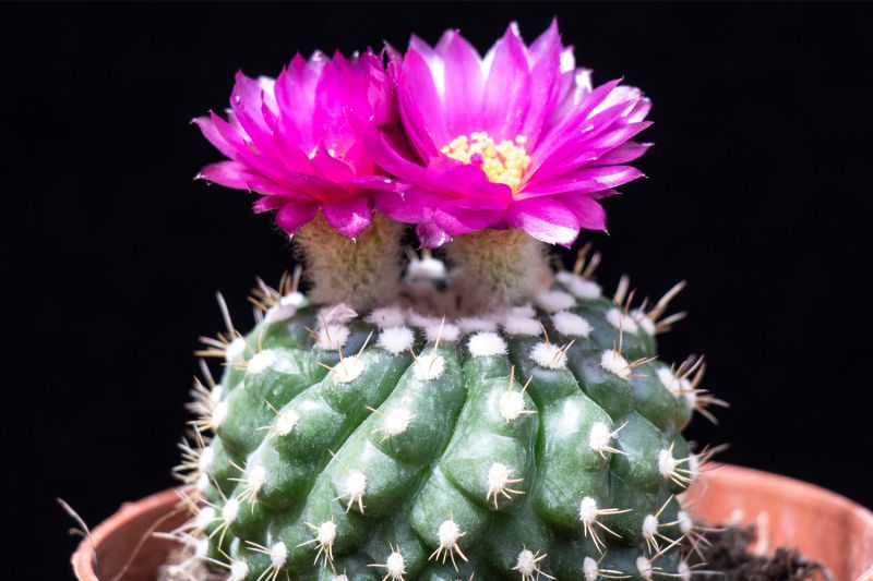 A photo of Notocactus uebelmannianus