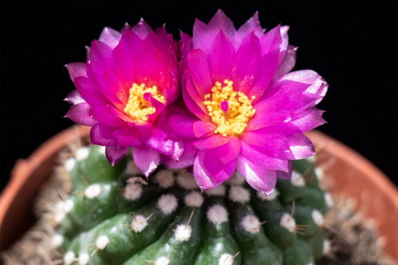 A photo of Notocactus uebelmannianus