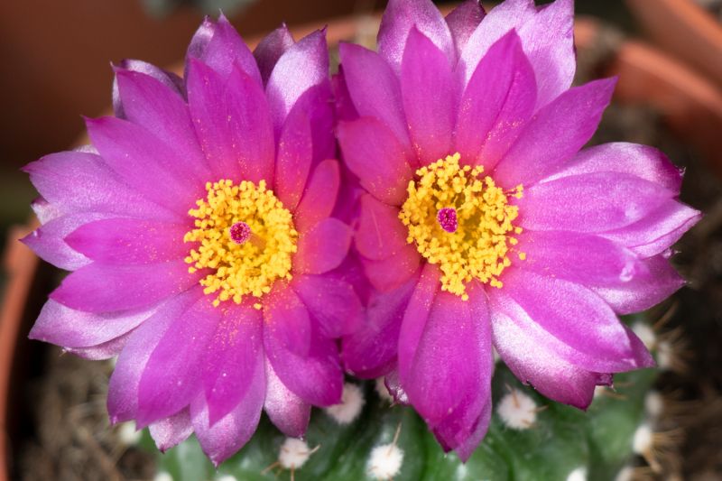 A photo of Notocactus uebelmannianus