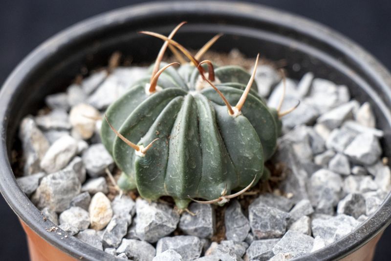 A photo of Stenocactus coptonogonus