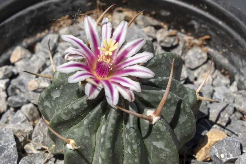 A photo of Stenocactus coptonogonus