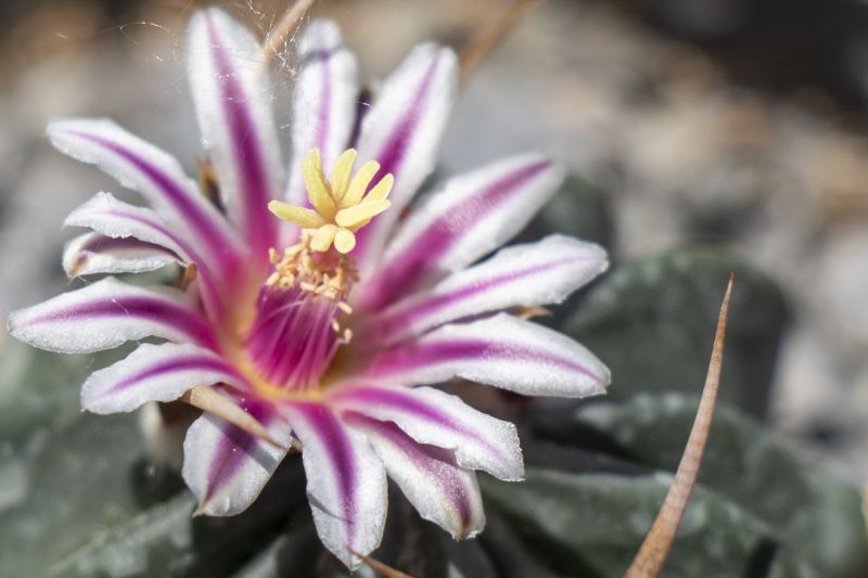 A photo of Stenocactus coptonogonus