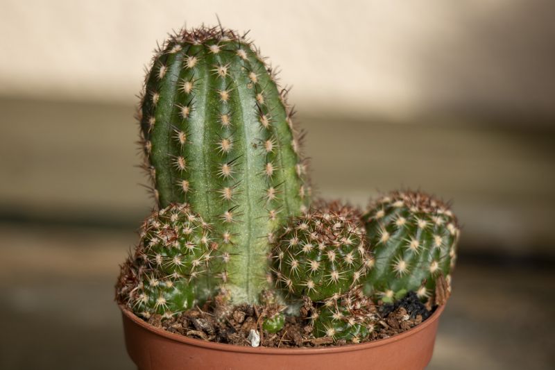 Foto de un cactus que se está identificando actualmente