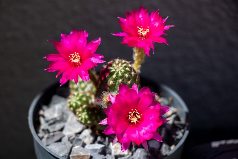 Foto de un cactus que se está identificando actualmente