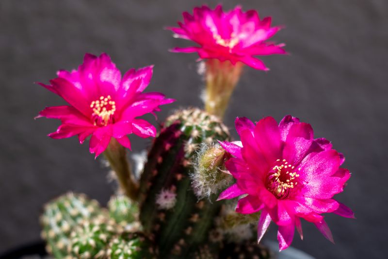 Foto de un cactus que se está identificando actualmente