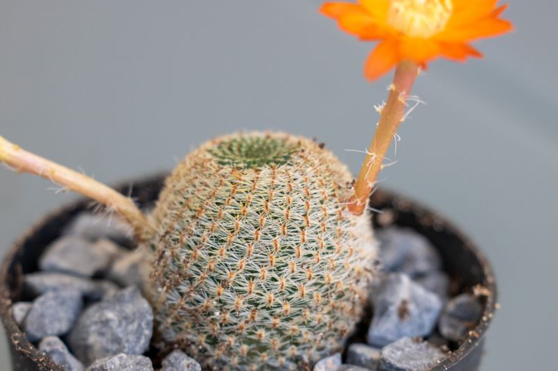 A photo of Rebutia heliosa
