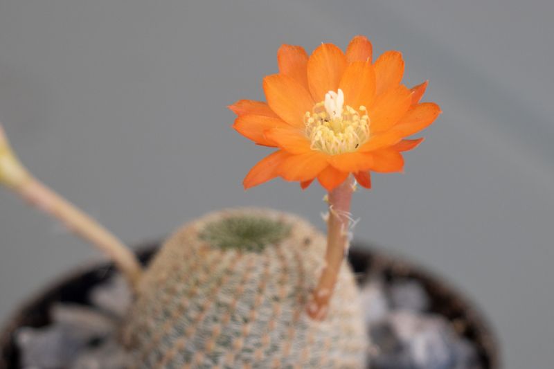 A photo of Rebutia heliosa