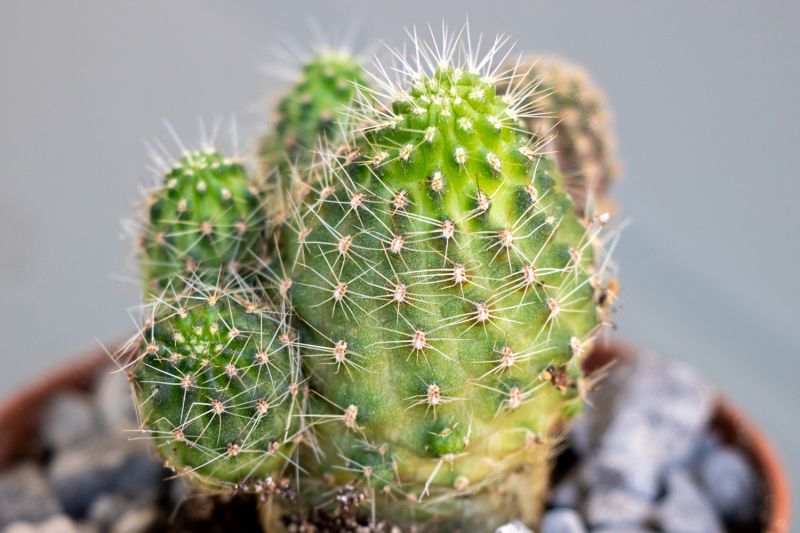 A photo of Lobivia pygmaea