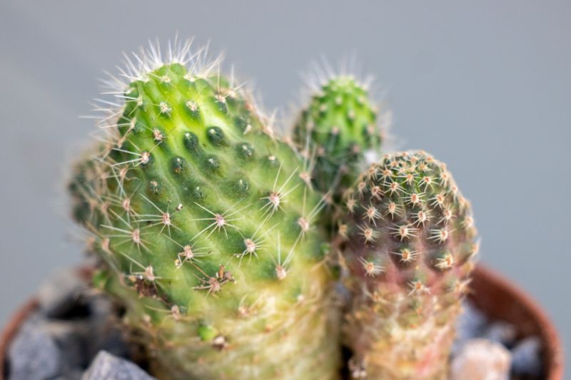 A photo of Lobivia pygmaea