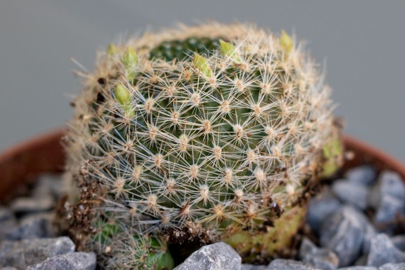 Una foto de Weingartia neocumingii