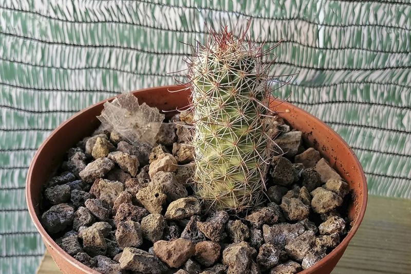 Una foto de Mammillaria mazatlanensis ssp. patonii