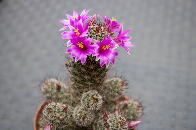 Una foto de Mammillaria mazatlanensis ssp. patonii