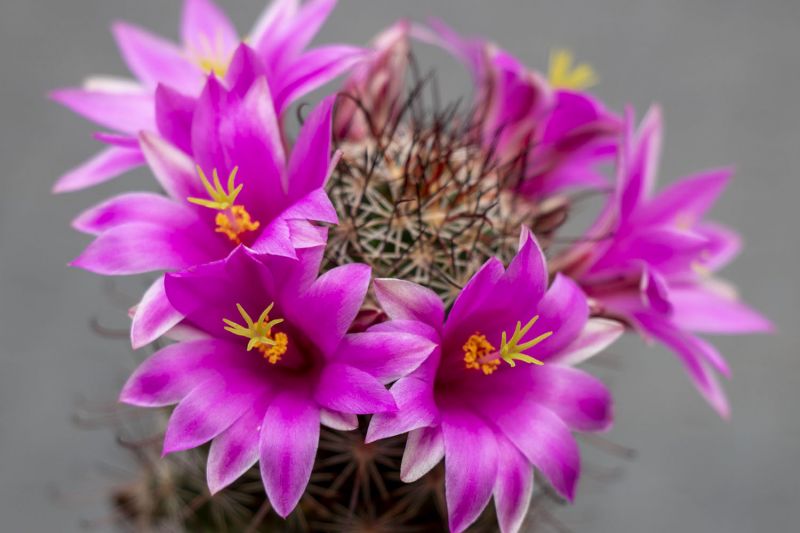 Una foto de Mammillaria mazatlanensis ssp. patonii