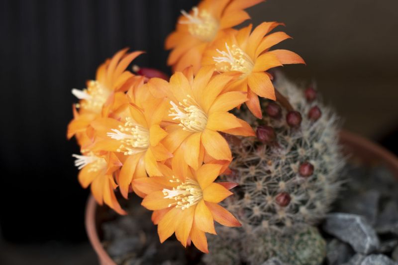 Una foto de Weingartia neocumingii