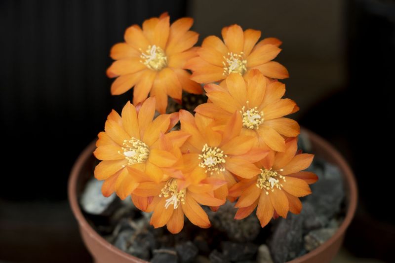 Una foto de Weingartia neocumingii