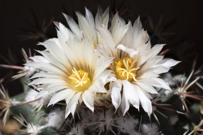A photo of Coryphantha ottonis