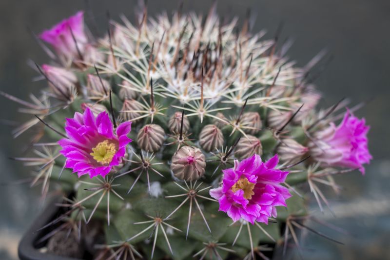 Una foto de Mammillaria standleyi