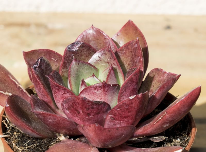 Una foto de Echeveria longissima subsp. brachyantha