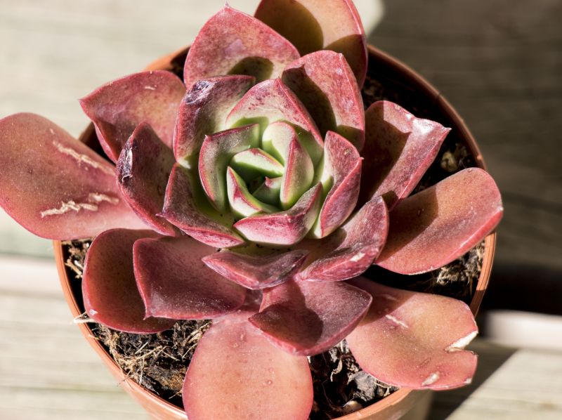 Una foto de Echeveria longissima subsp. brachyantha
