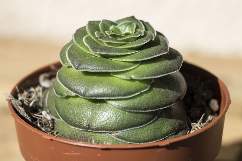 A photo of Crassula hemisphaerica