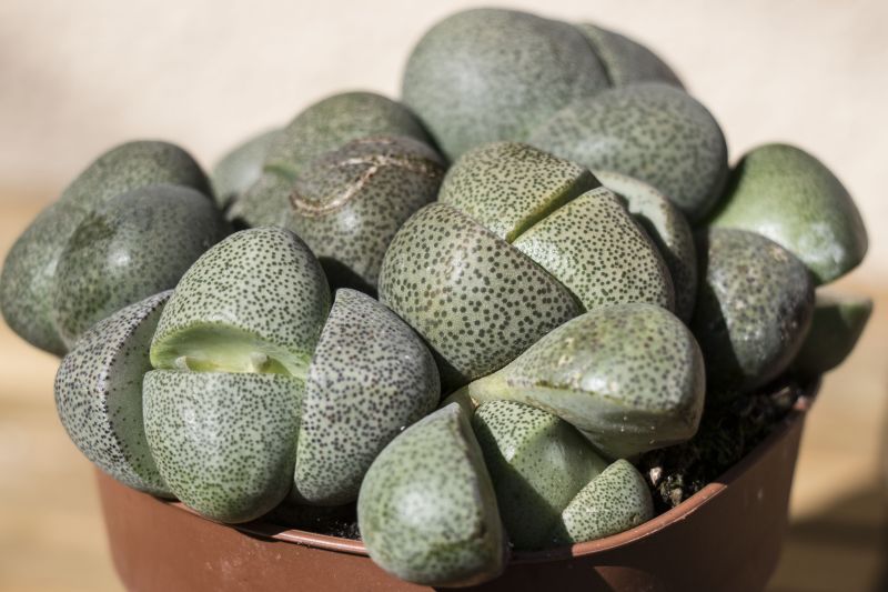 Una foto de Pleiospilos nelii