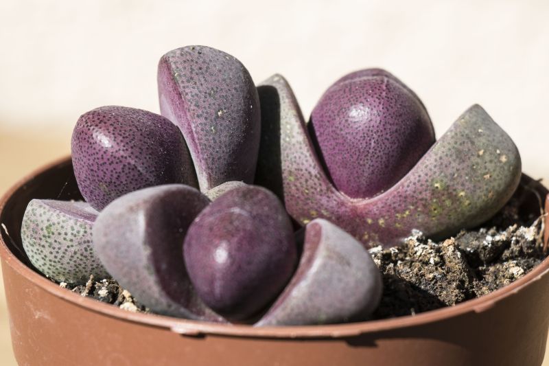 Una foto de Pleiospilos nelii cv. royal flush