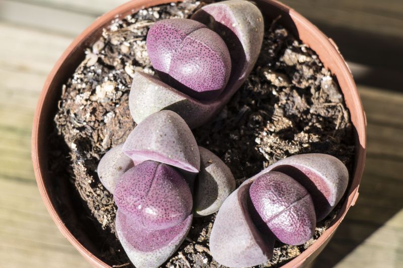 Una foto de Pleiospilos nelii cv. royal flush