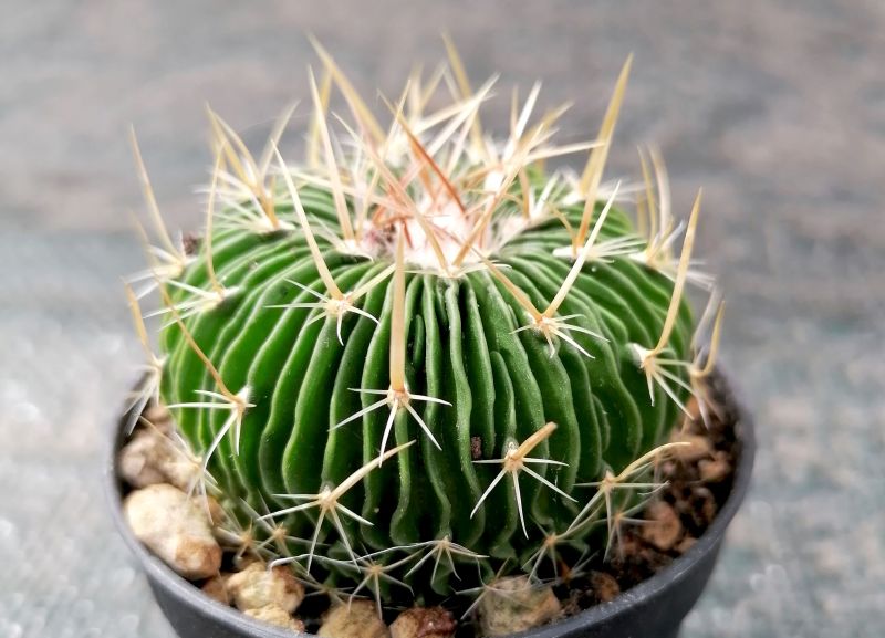 A photo of Stenocactus multicostatus