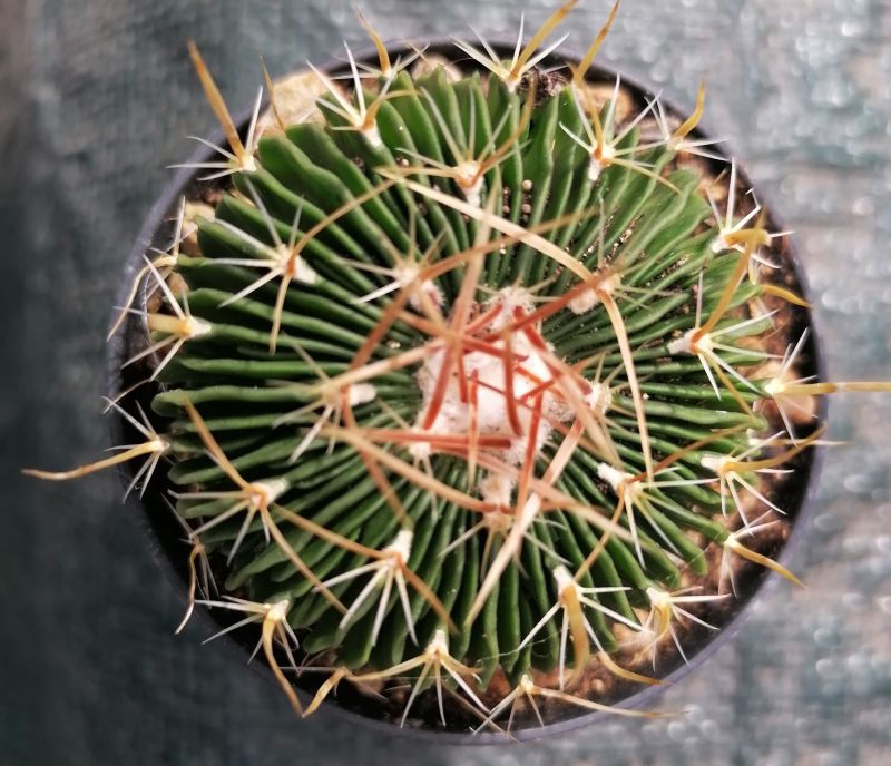 A photo of Stenocactus multicostatus