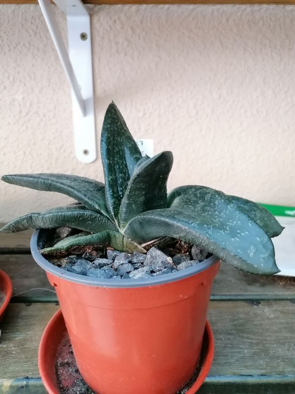 Foto de un cactus que se está identificando actualmente