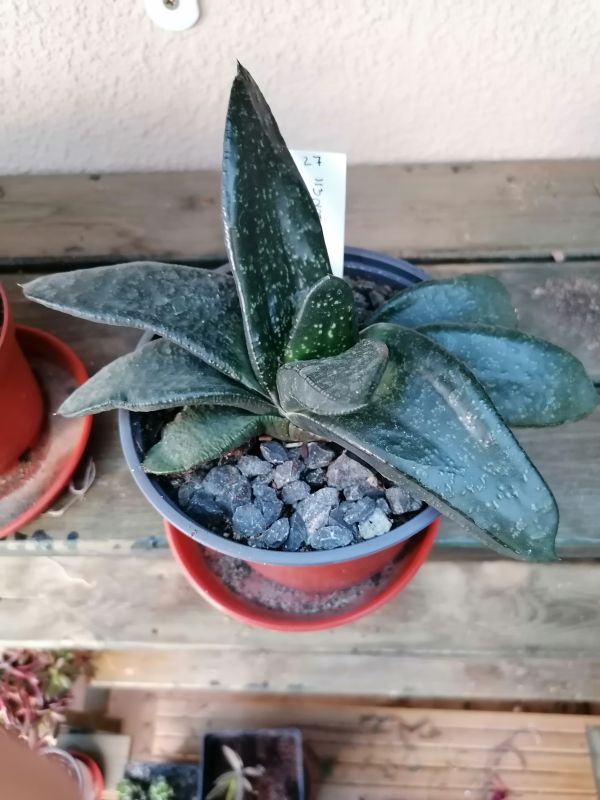 Foto de un cactus que se está identificando actualmente