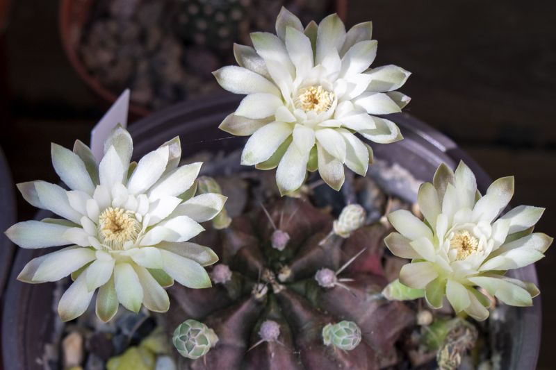 Una foto de Gymnocalycium anisitsii ssp. damsii cv. Multiproliferum