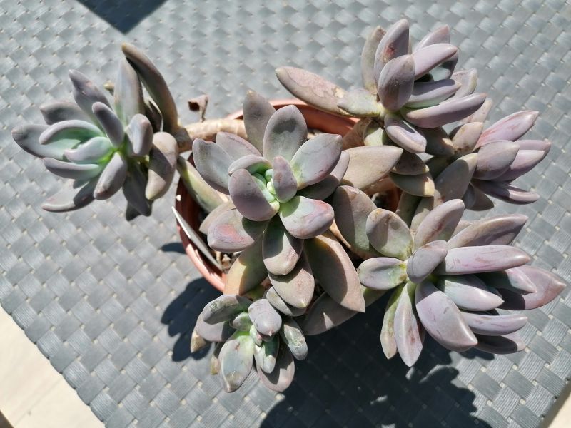 A photo of Sedeveria cv. blue mist