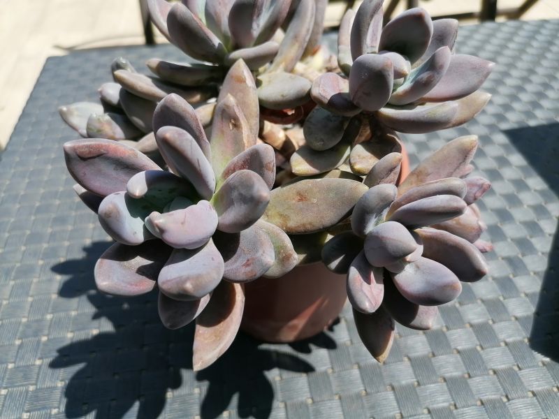 A photo of Sedeveria cv. blue mist