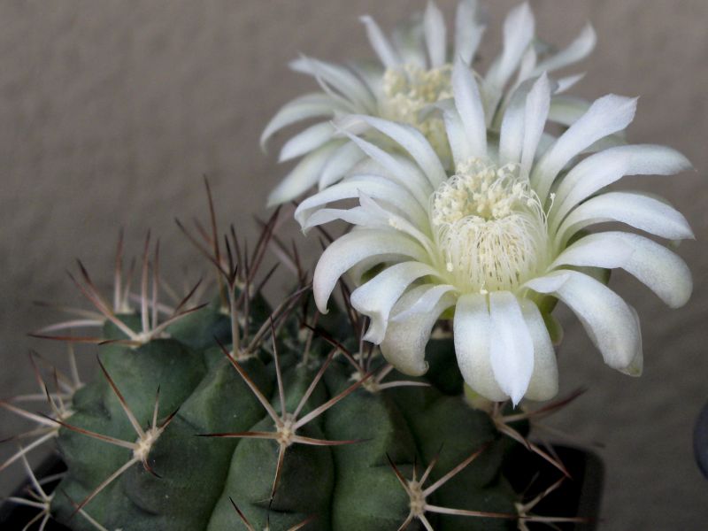 Una foto de Gymnocalycium anisitsii ssp. damsii cv. Multiproliferum