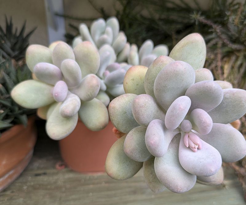 Photo of a cactus currently being identified