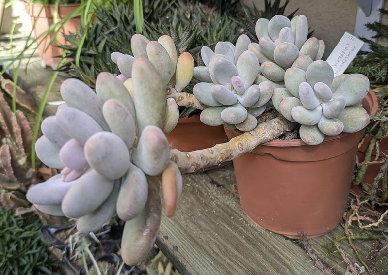 Photo of a cactus currently being identified