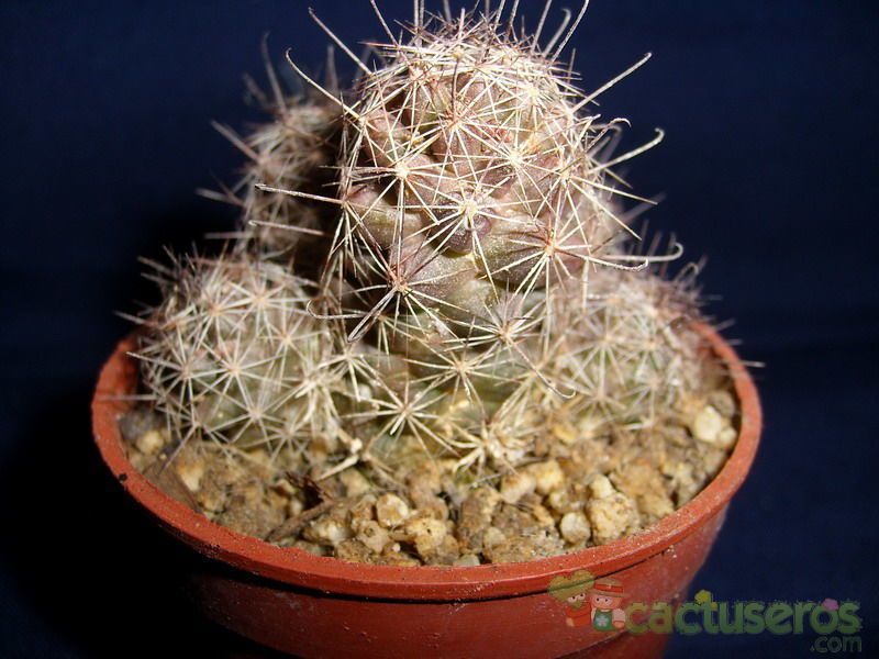 Una foto de Mammillaria mazatlanensis